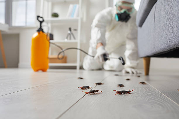 Commercial Kitchen Cockroach Control in Benton Park